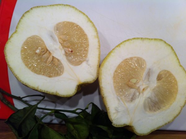 Meine CEDRO Frucht aufgeschnitten - Foto © Welz