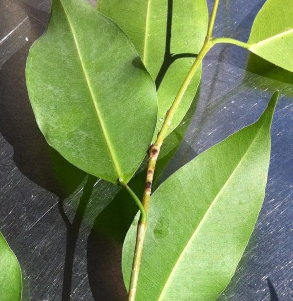 Da sitzen sie: Schildläuse auf meinem alten Ficus Benjamini - Foto © Welz