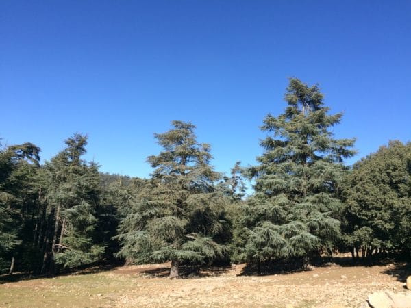 Eindrucksvoll der Zedernwald bei Ifrane - Foto © Welz