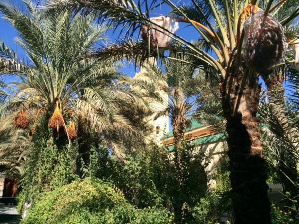 Rissani: Gartenanlage des Mausoleums Moulay Ali Cherif, ein Paradiesgarten! - Foto © Welz