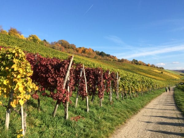 Wandern durch Weinberge auf dem Rehbergerweg. Foto © Welz 