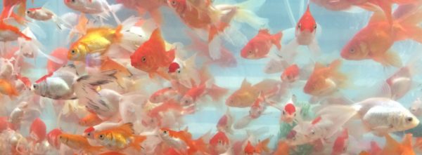 IRAN: Goldfische gehören zur Haft Seen-Festtafel an NOURUZ. Foto © Welz 2016